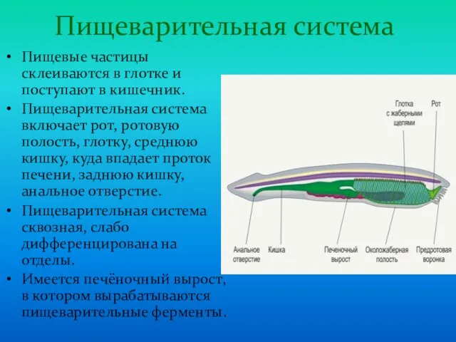 Пищеварительная система Пищевые частицы склеиваются в глотке и поступают в