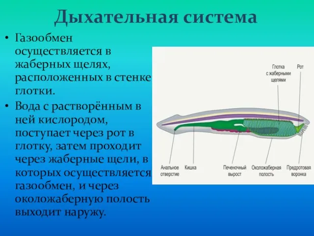 Дыхательная система Газообмен осуществляется в жаберных щелях, расположенных в стенке