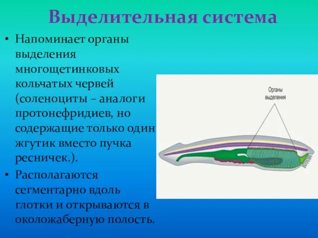 Выделительная система Напоминает органы выделения многощетинковых кольчатых червей (соленоциты –