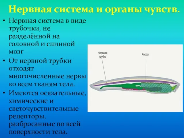 Нервная система и органы чувств. Нервная система в виде трубочки,