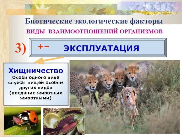3) ЭКСПЛУАТАЦИЯ +– Хищничество Особи одного вида служат пищей особям других видов (поедание