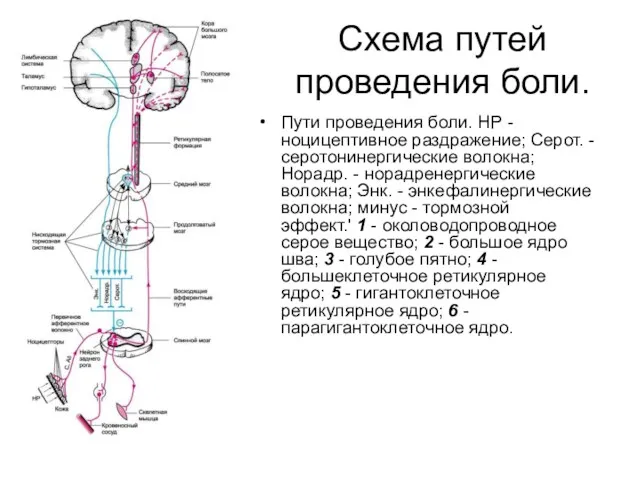 Схема путей проведения боли. Пути проведения боли. НР - ноцицептивное раздражение; Серот. -