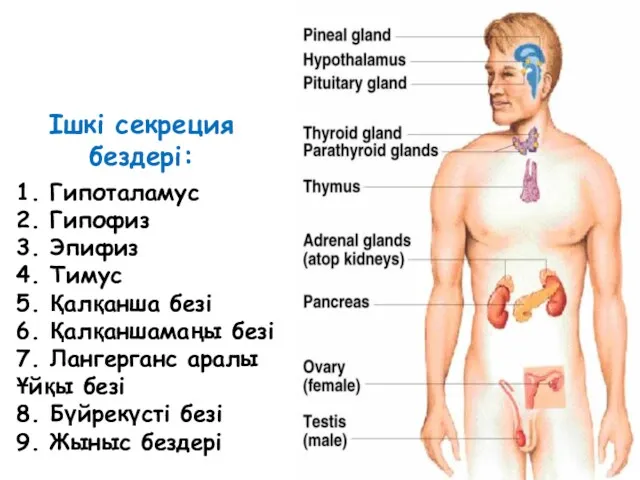 1. Гипоталамус 2. Гипофиз 3. Эпифиз 4. Тимус 5. Қалқанша