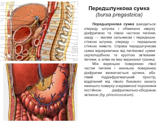Передшлункова сумка заходиться спереду шлунка і об­межена зверху діафрагмою та