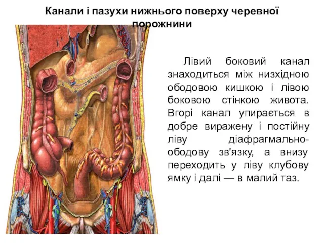 Канали і пазухи нижнього поверху черевної порожнини Лівий боковий канал