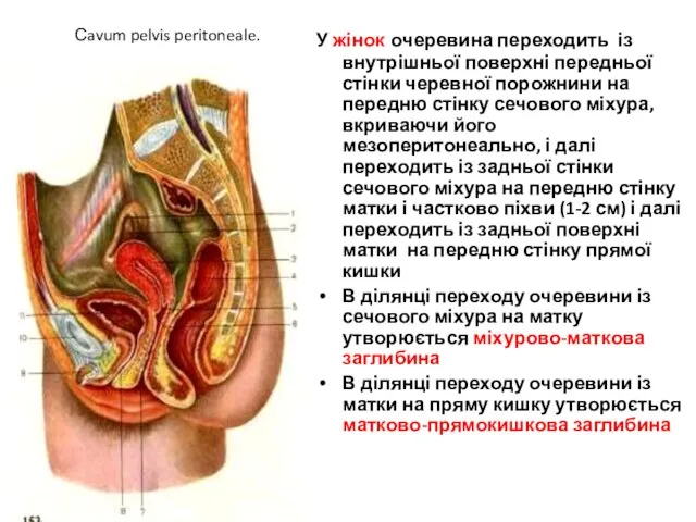 Сavum pelvis peritoneale. У жінок очеревина переходить із внутрішньої поверхні