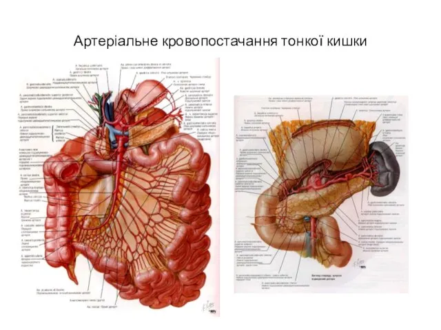 Артеріальне кровопостачання тонкої кишки