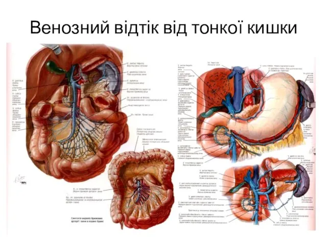 Венозний відтік від тонкої кишки