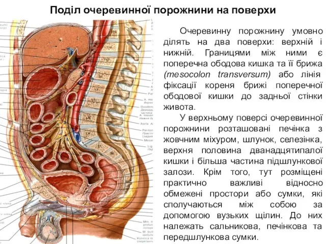 Поділ очеревинної порожнини на поверхи Очеревинну порожнину умовно ділять на