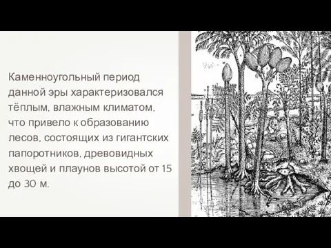 Каменноугольный период данной эры характеризовался тёплым, влажным климатом, что привело