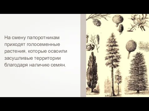 На смену папоротникам приходят голосеменные растения, которые освоили засушливые территории благодаря наличию семян.