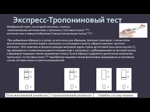 Мембранный стрип, на который нанесены 2 полосы: поликлональные антитела козы