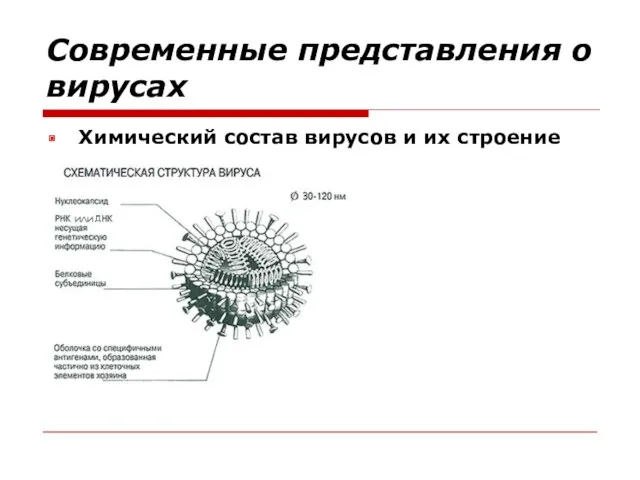 Современные представления о вирусах Химический состав вирусов и их строение