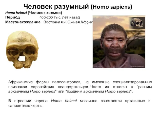 Человек разумный (Homo sapiens) Homo helmei (Человек хелмеи) Период 400-200 тыс. лет назад