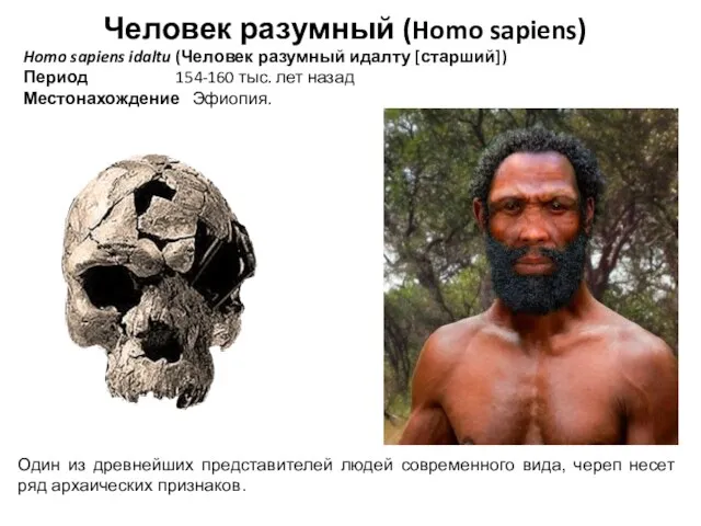 Человек разумный (Homo sapiens) Homo sapiens idaltu (Человек разумный идалту [старший]) Период 154-160
