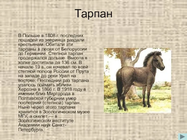 Тарпан В Польше в 1808 г. последних лошадей из зверинца