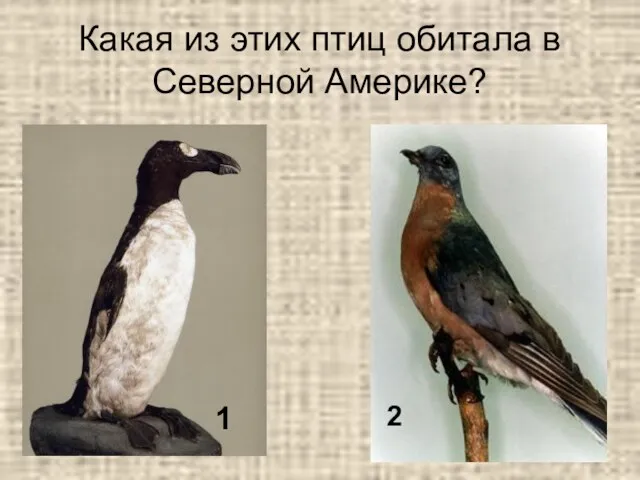 Какая из этих птиц обитала в Северной Америке? 1 2