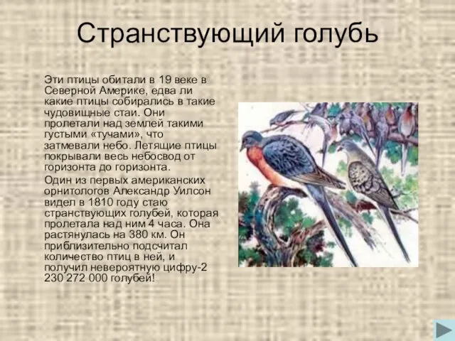 Странствующий голубь Эти птицы обитали в 19 веке в Северной