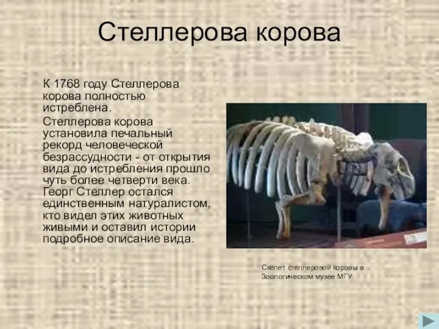 Стеллерова корова К 1768 году Стеллерова корова полностью истреблена. Стеллерова