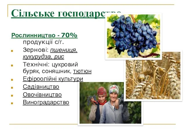 Сільське господарство Рослинництво - 70% продукції с/г. Зернові: пшениця, кукурудза,