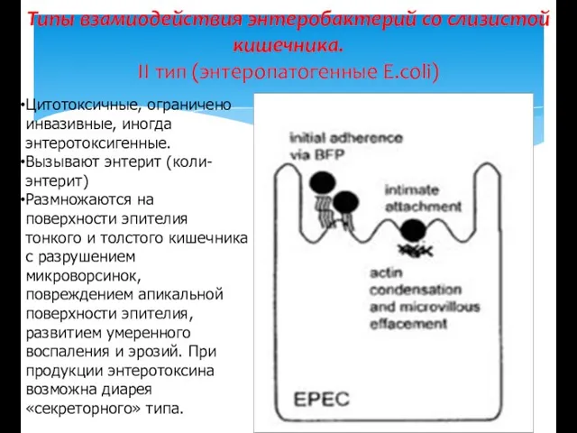 Типы взамиодействия энтеробактерий со слизистой кишечника. II тип (энтеропатогенные E.coli) Цитотоксичные, ограничено инвазивные,