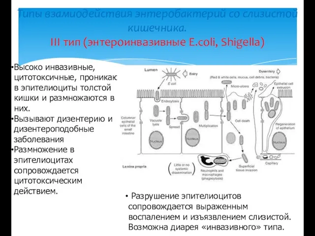 Типы взамиодействия энтеробактерий со слизистой кишечника. III тип (энтероинвазивные E.coli,
