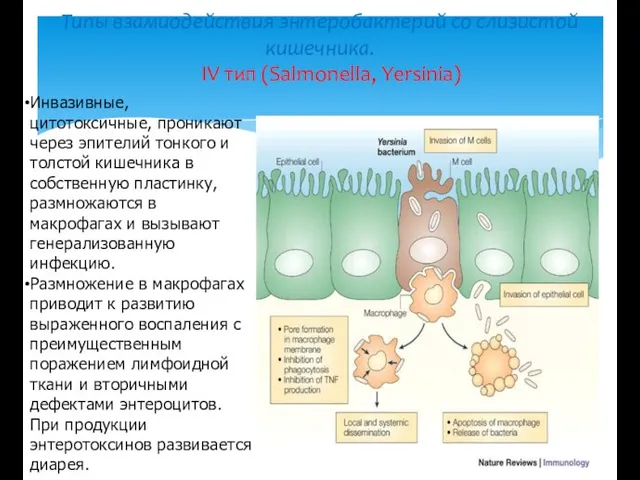Типы взамиодействия энтеробактерий со слизистой кишечника. IV тип (Salmonella, Yersinia) Инвазивные, цитотоксичные, проникают