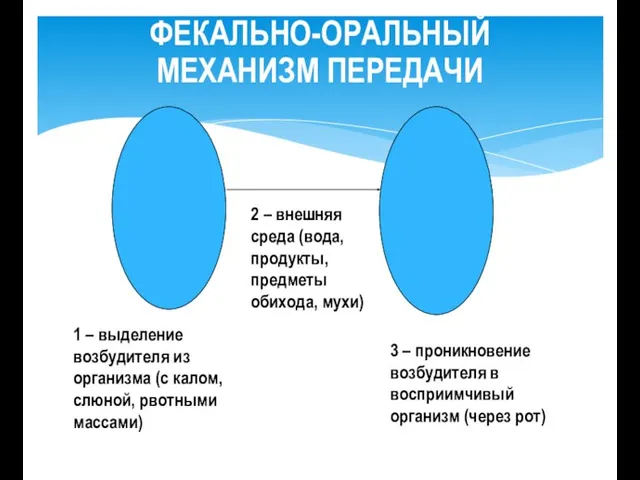 ФЕКАЛЬНО-ОРАЛЬНЫЙ МЕХАНИЗМ ПЕРЕДАЧИ 1 – выделение возбудителя из организма (с