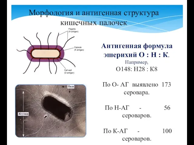 Антигенная формула эшерихий О : Н : К. Например, О148: