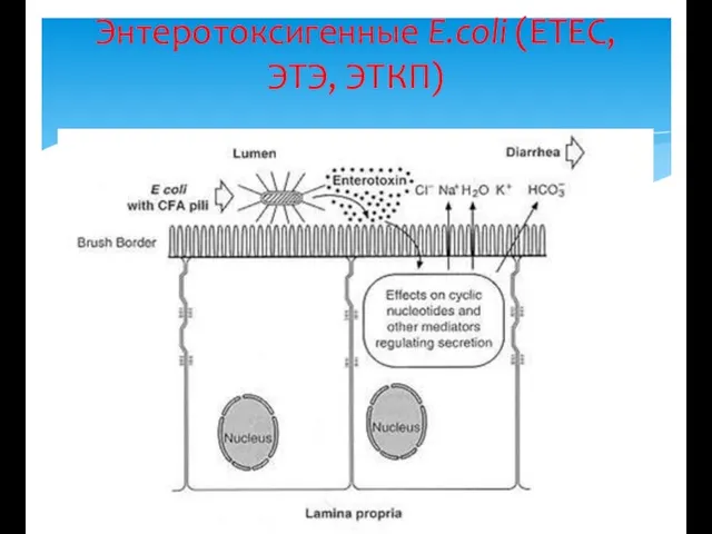 Энтеротоксигенные E.coli (ETEC, ЭТЭ, ЭТКП)