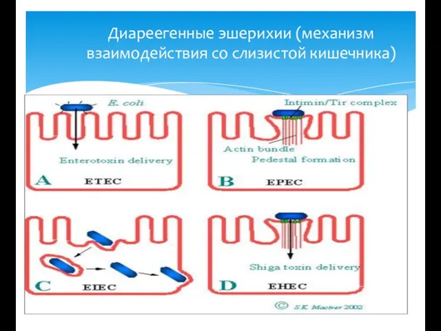 Диареегенные эшерихии (механизм взаимодействия со слизистой кишечника)