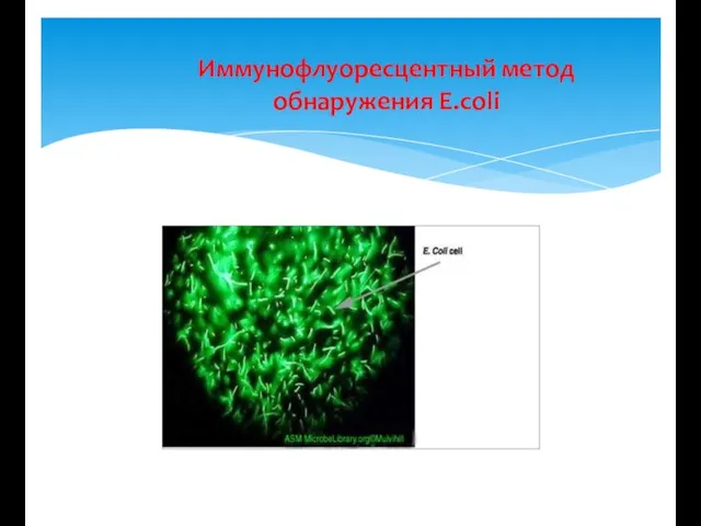 Иммунофлуоресцентный метод обнаружения E.coli