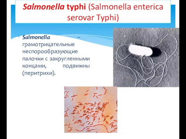 Salmonella typhi (Salmonella enterica serovar Typhi) Salmonella – грамотрицательные неспорообразующие палочки с закругленными концами, подвижны (перитрихи).