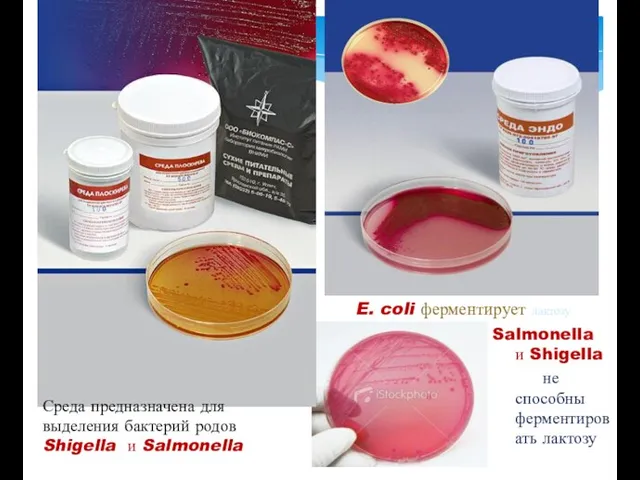 E. coli ферментирует лактозу Salmonella и Shigella не способны ферментировать