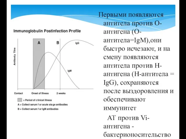 Первыми появляются антитела против О-антигена (О-антитела=IgM),они быстро исчезают, и на