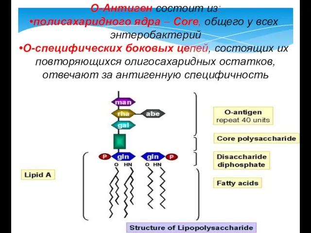 О-Антиген состоит из: полисахаридного ядра – Core, общего у всех