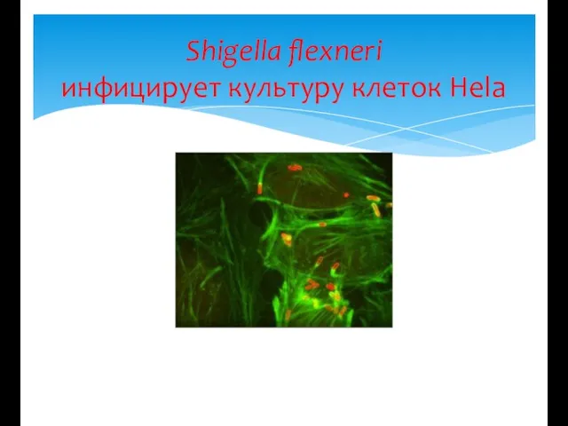 Shigella flexneri инфицирует культуру клеток Hela