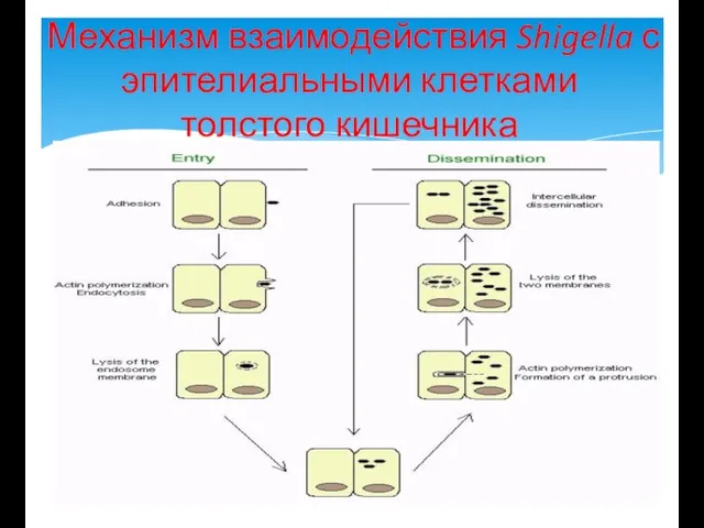 Механизм взаимодействия Shigella с эпителиальными клетками толстого кишечника