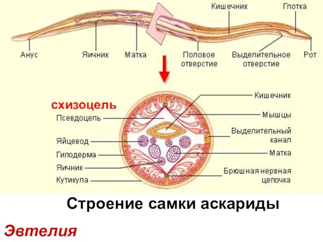 Эвтелия Строение самки аскариды схизоцель