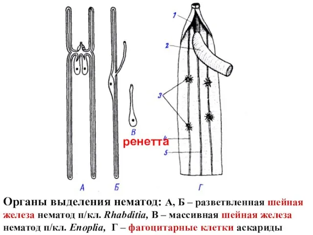 Органы выделения нематод: А, Б – разветвленная шейная железа нематод