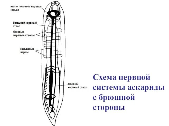 Схема нервной системы аскариды с брюшной стороны