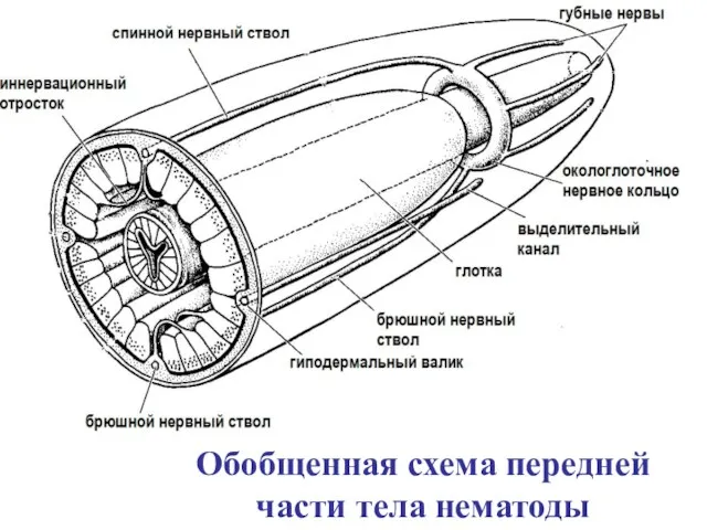 Обобщенная схема передней части тела нематоды