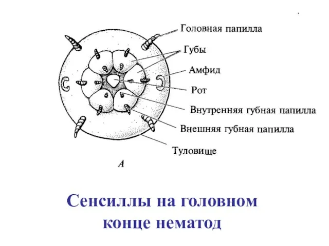 Сенсиллы на головном конце нематод