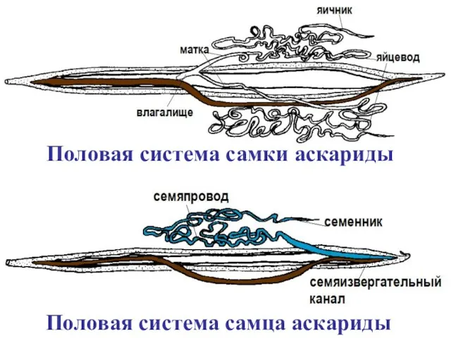 Половая система самки аскариды Половая система самца аскариды