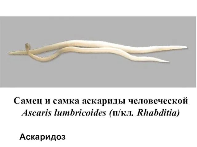Самец и самка аскариды человеческой Ascaris lumbricoides (п/кл. Rhabditia) Аскаридоз