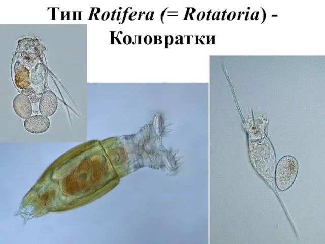 Тип Rotifera (= Rotatoria) - Коловратки