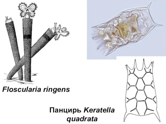 Панцирь Keratella quadrata Floscularia ringens