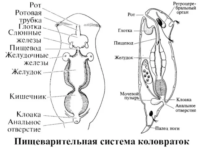 Пищеварительная система коловраток