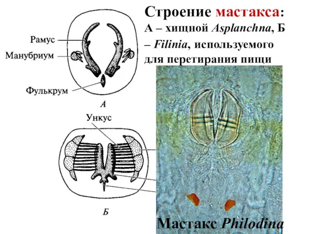 Строение мастакса: А – хищной Asplanchna, Б – Filinia, используемого для перетирания пищи Мастакс Philodina