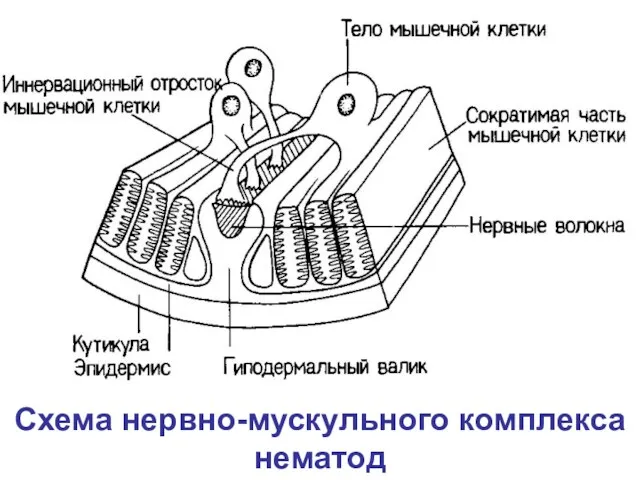 Схема нервно-мускульного комплекса нематод